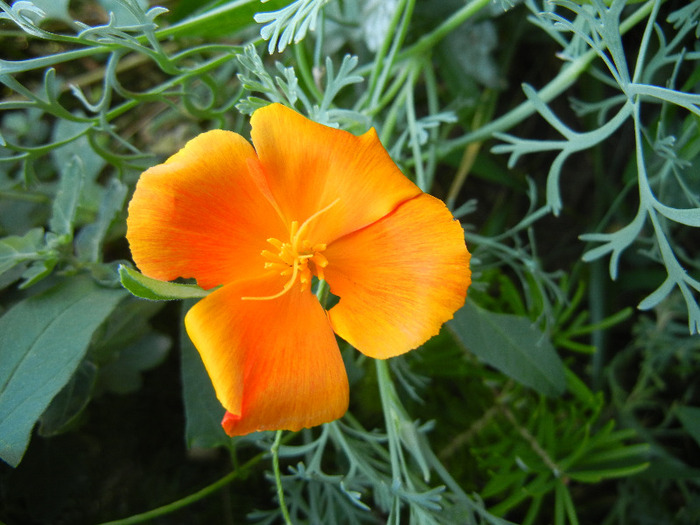 Eschscholzia californica 13sep2011 - Eschscholzia californ