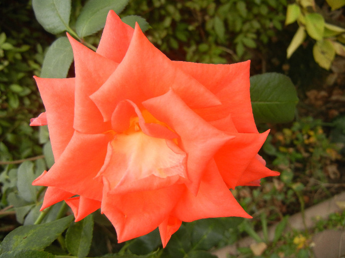 Rose Monica (2011, October 03) - Rose Monica