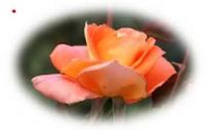 images (17) - poze flori