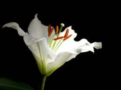 images (20) - poze flori