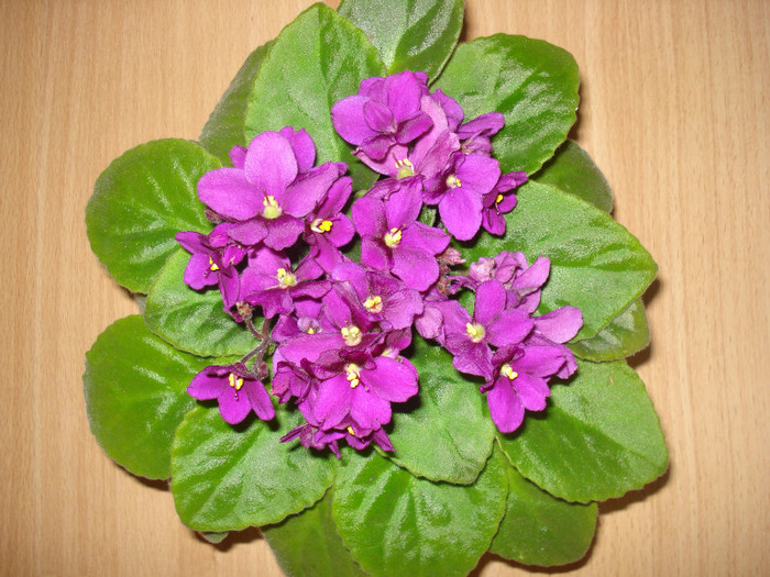 DSC00478 - FLORI 2011