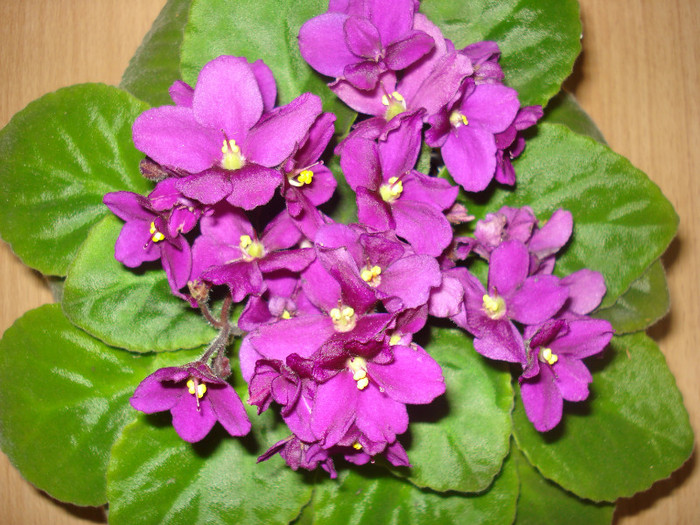 DSC00479 - FLORI 2011