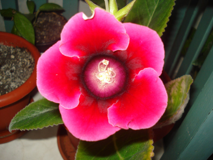 DSC00503 - FLORI 2011