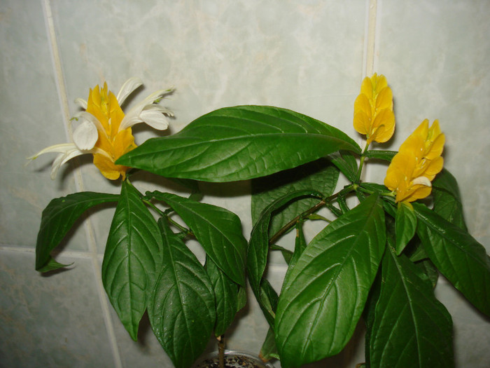 DSC00506 - FLORI 2011