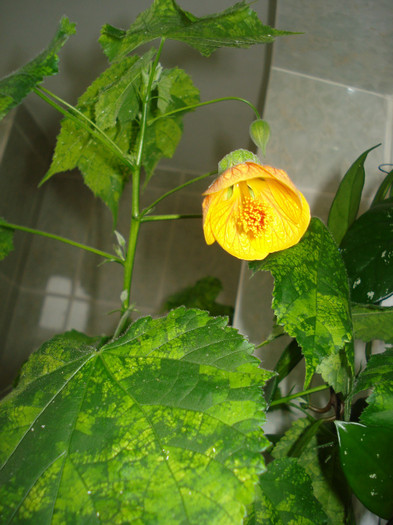 DSC00516 - FLORI 2011