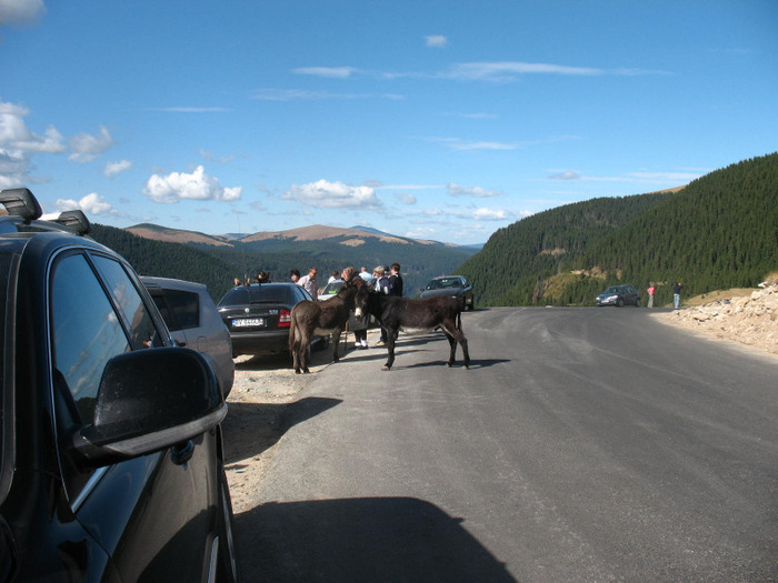 IMG_2722 - 2011 TRANSALPINA