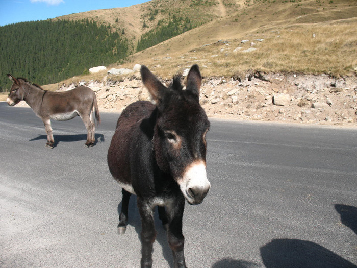 IMG_2730 - 2011 TRANSALPINA