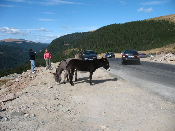 IMG_2731 - 2011 TRANSALPINA