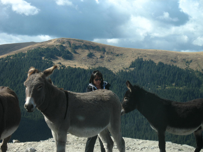 IMG_2741 - 2011 TRANSALPINA