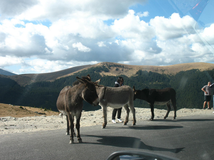 IMG_2742 - 2011 TRANSALPINA