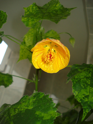 DSC00514 - FLORI 2011