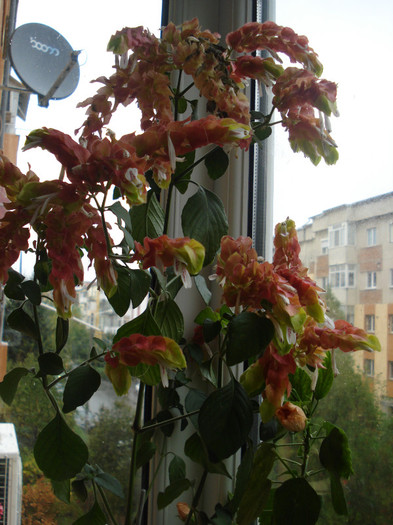 DSC00508 - FLORI 2011