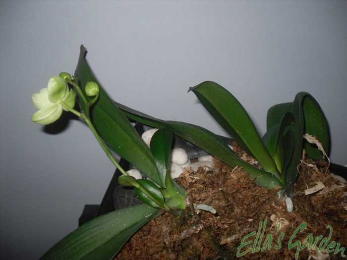SAM_1592 - 2011 Orhidee