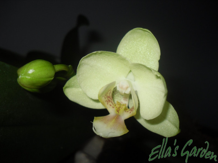 SAM_1588 - 2011 Orhidee