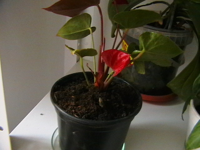 anthurium