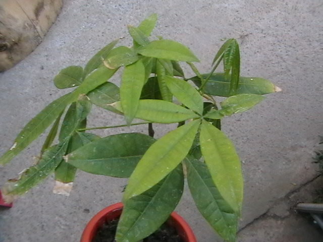 pakira