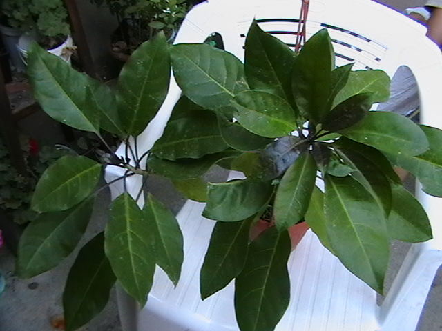 solandra
