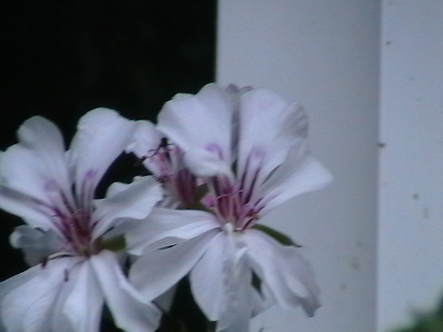 Picture 033