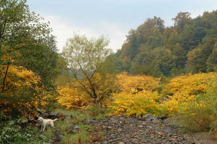 Cainele pe urmele verii...toamna..