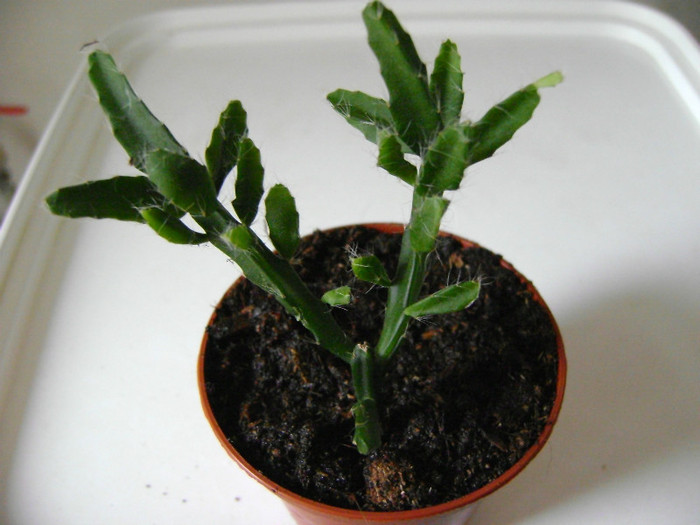 rhipsalis ewaldiana - Adenium Hoya si alte plante suculente