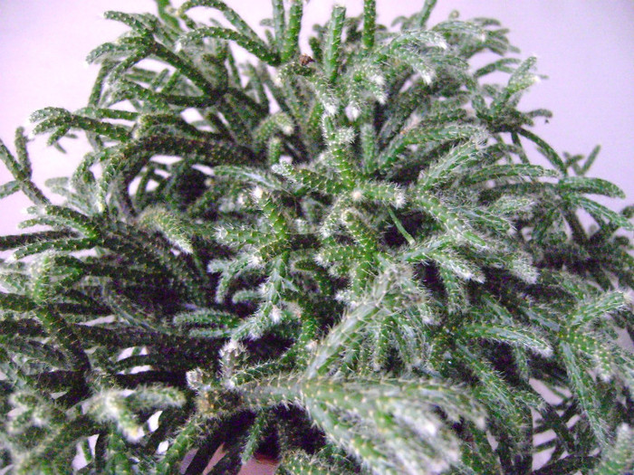 rhipsalis pilocarpa - Adenium Hoya si alte plante suculente