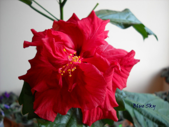 Classic Red - HIBISCUS