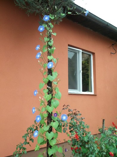 ZORICA DE LA MEME - FLORI DIVERSE