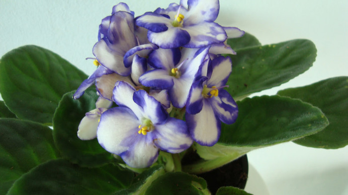 Saintpaulia midi rococo - Violete