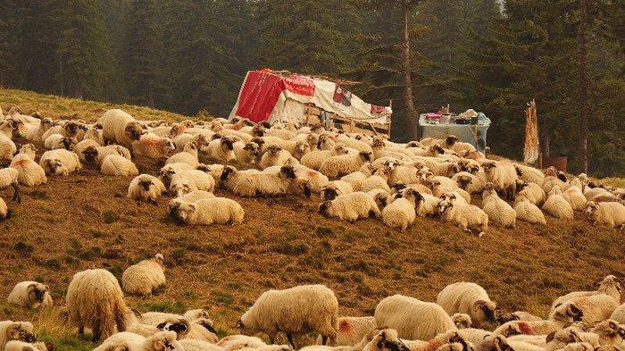 Stana langa Ranca - Transalpina