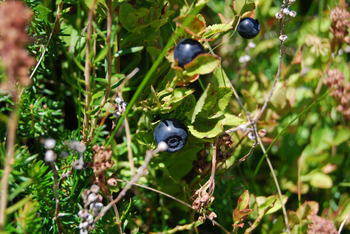 DSC_0042 - Transalpina