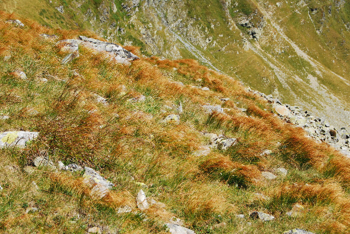 Ranca - Transalpina