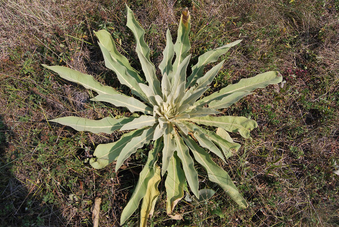 Pe munte la Dubova (97)