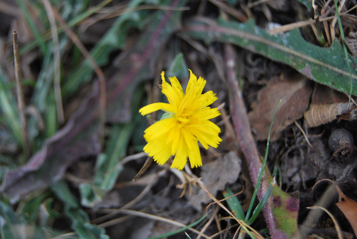 Pe munte la Dubova (165)