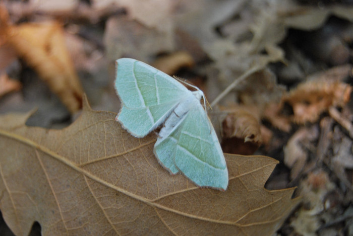 Pe munte la Dubova (178)