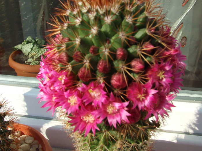 cactusi infloriti 2011 013