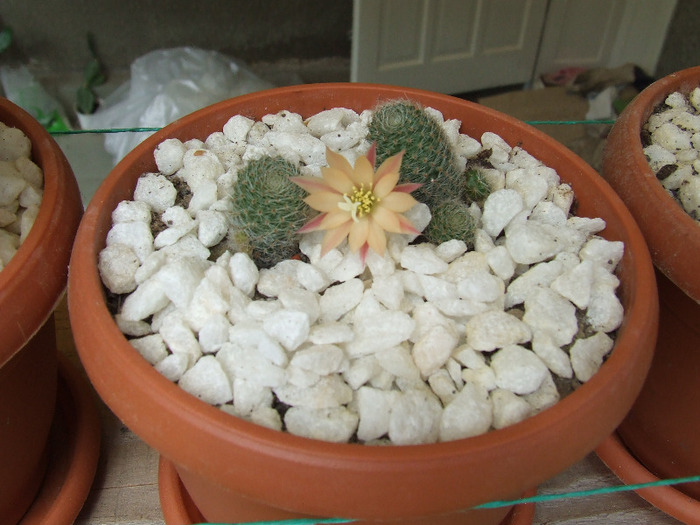cactusi infloriti 2011 081