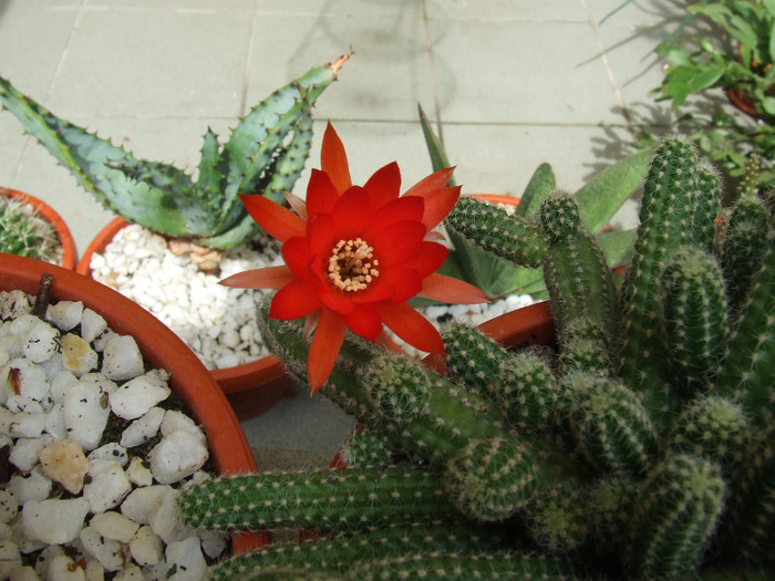 poze noi 069 - cactusi infloriti