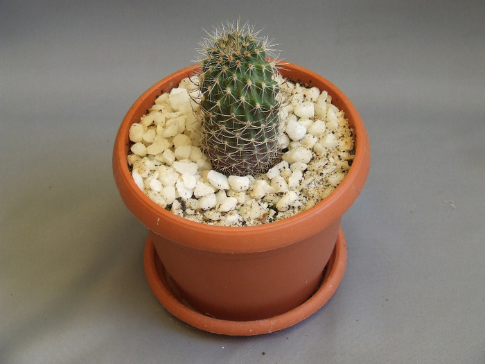 cactusii mei 055