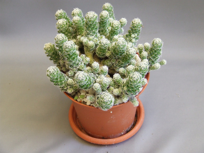 cactusii mei 058 - cactusii vara 2011