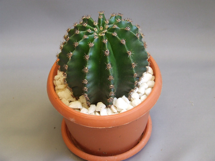 cactusii mei 059