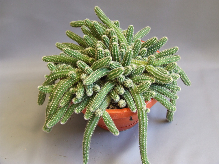 cactusii mei 065