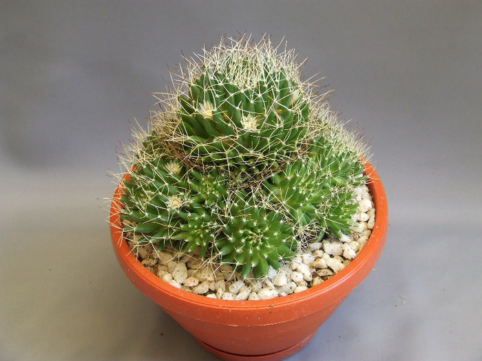 cactusii mei 066
