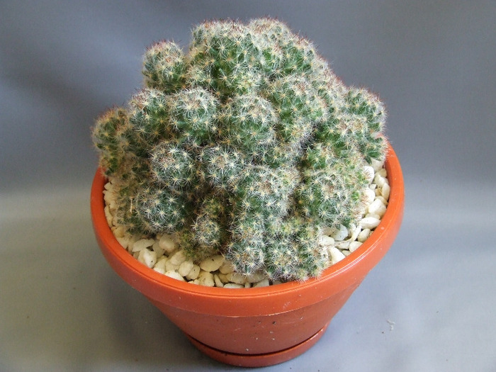 cactusii mei 067
