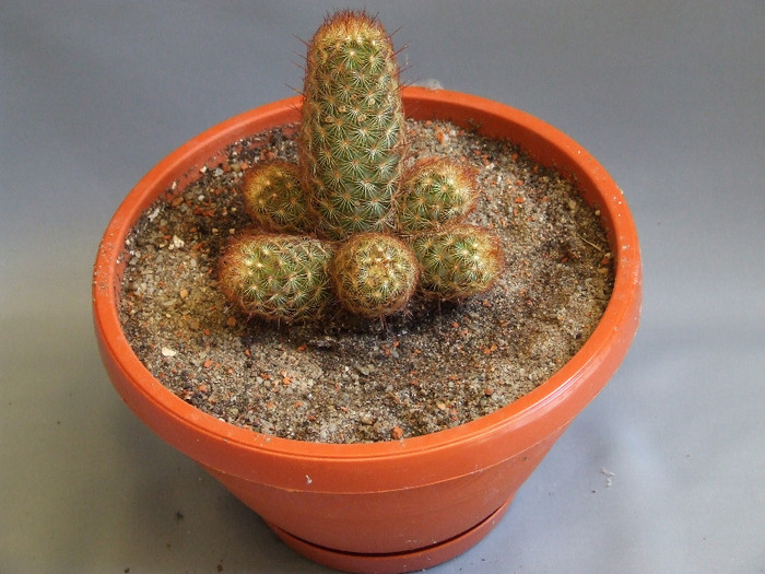 cactusii mei 068 - cactusii vara 2011