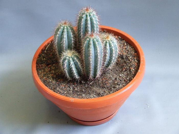 cactusii mei 069