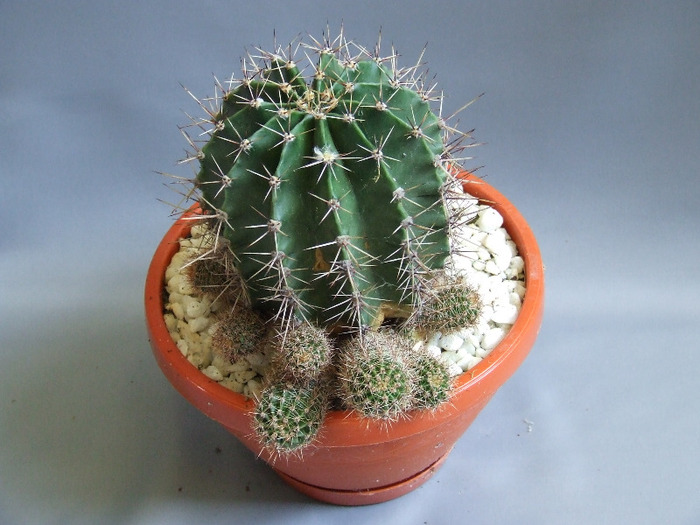 cactusii mei 072 - cactusii vara 2011