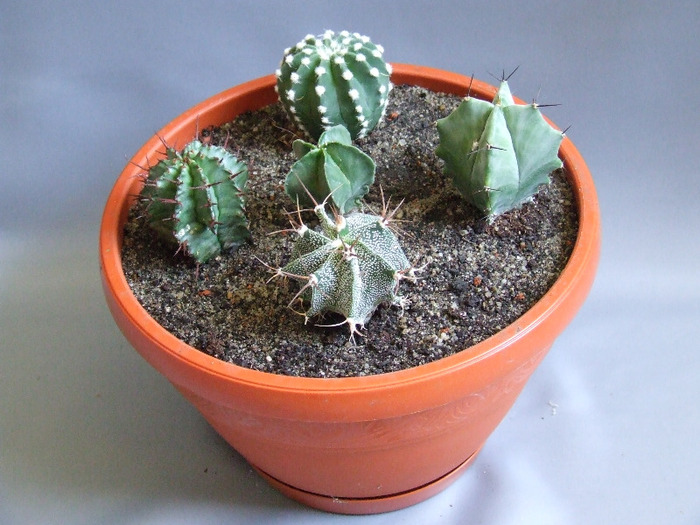 cactusii mei 073