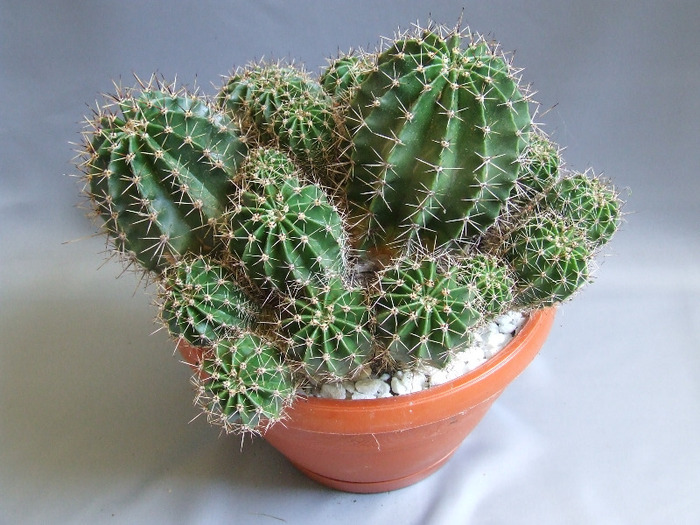 cactusii mei 074