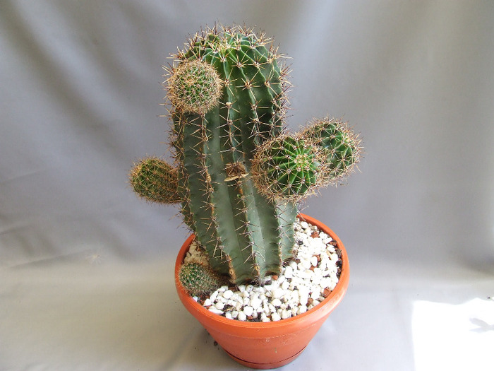 cactusii mei 075 - cactusii vara 2011