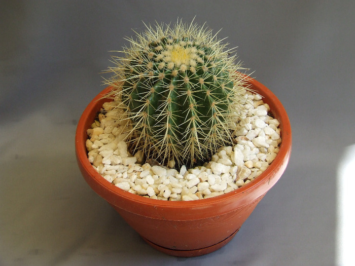 cactusii mei 080 - cactusii vara 2011